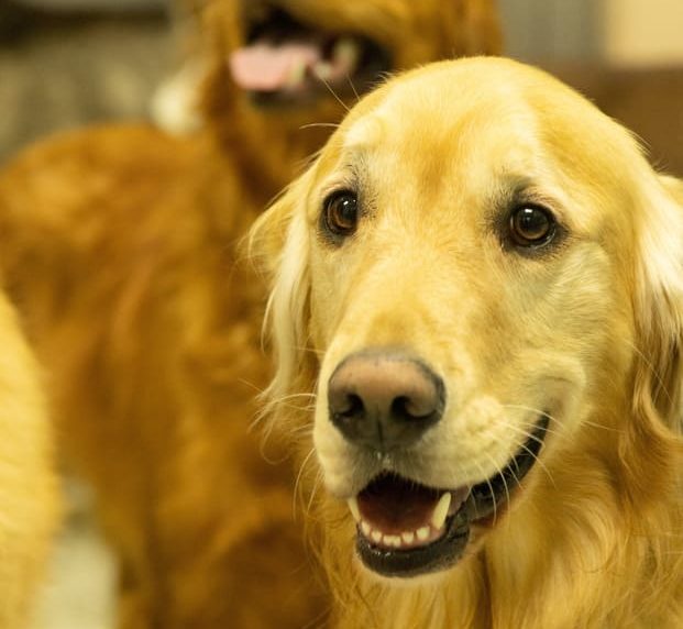 Dog Day Care in Watchung, NJ | In My Paws