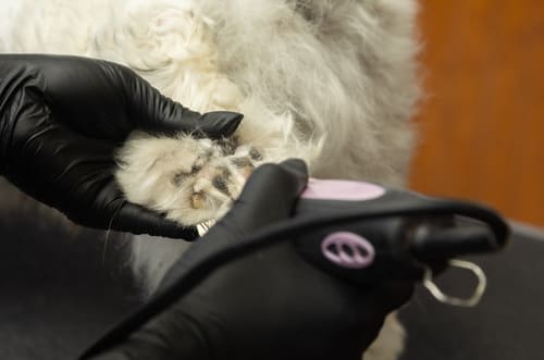 Dog Grooming in Watchung, NJ | In My Paws